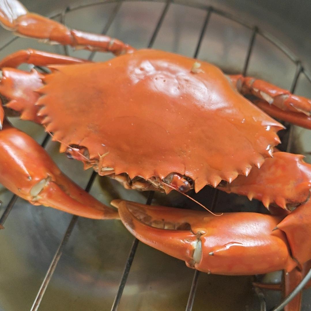 南沙中山本地蟹苗🦀