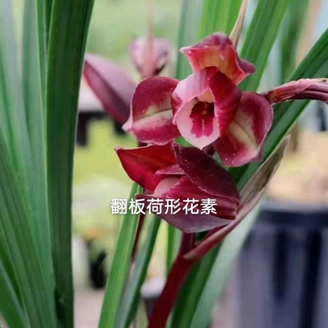 瞿家寨土特产