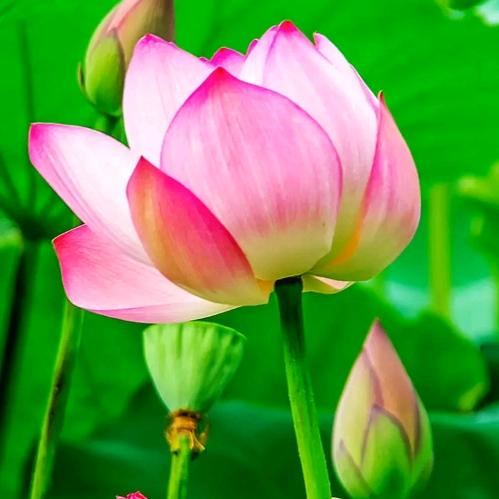 香香开心🌹🌹