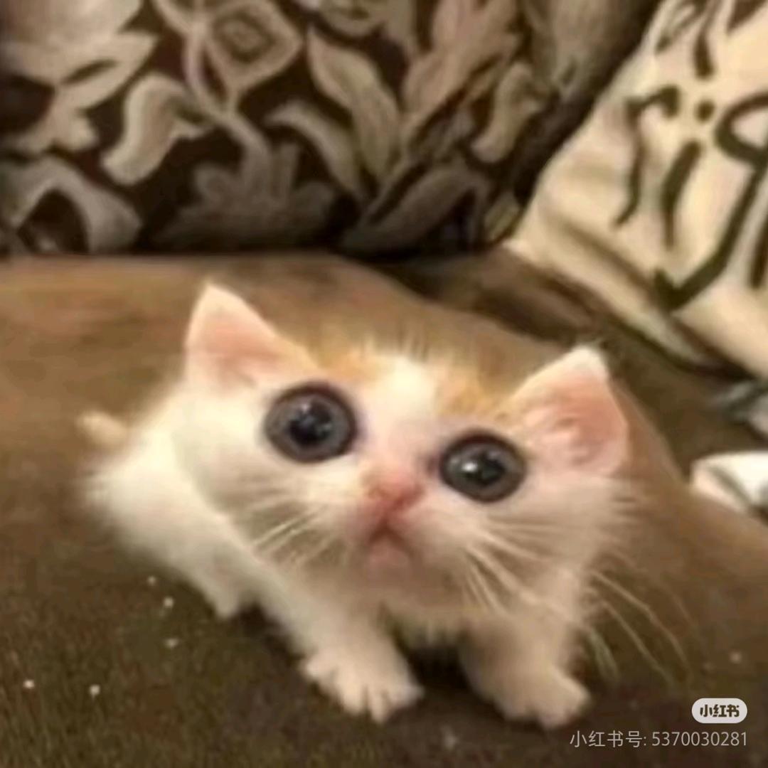 杼柏