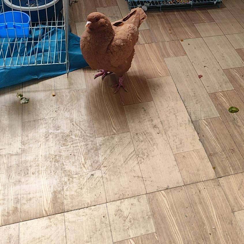 心中有鸽