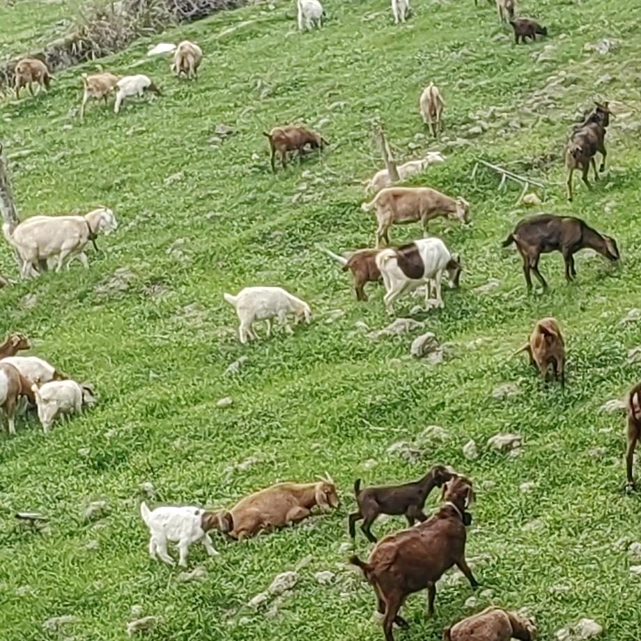 卖羊，卖土蜂蜜老俞