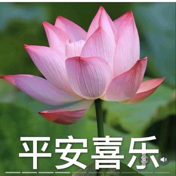 爱吃姜丝肉