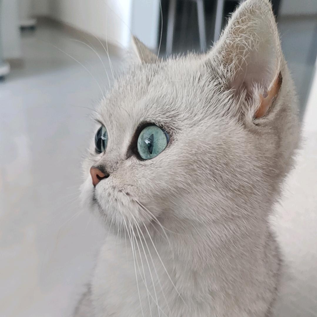 宠物用品臻选馆