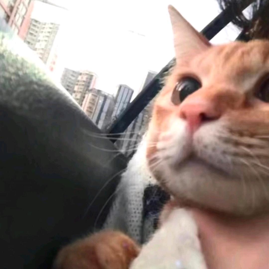 大条