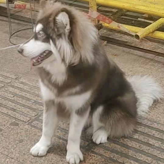 🥀⃟输在ꦻ认真ꦿᭁ: