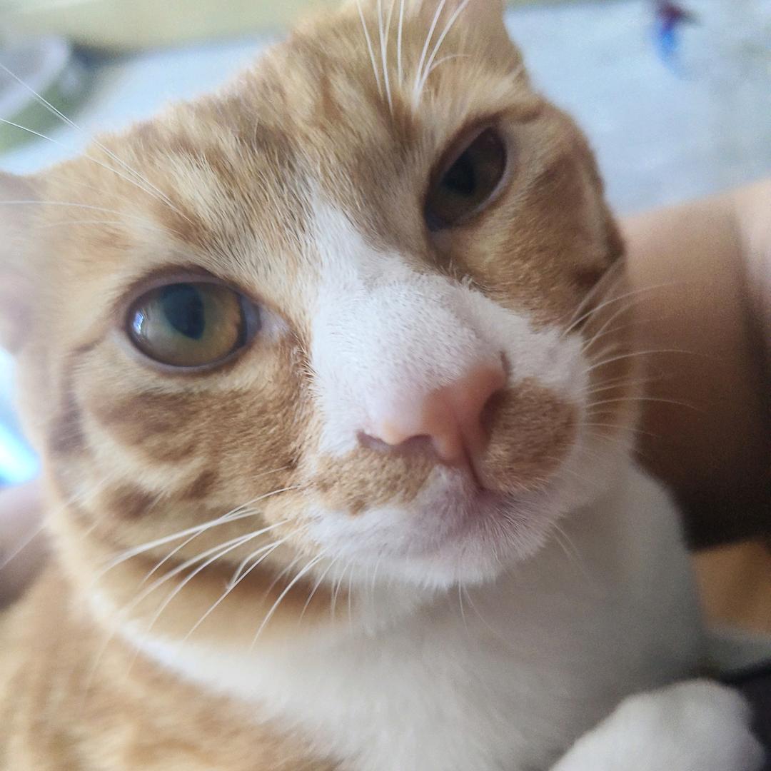 豆豆是只猫