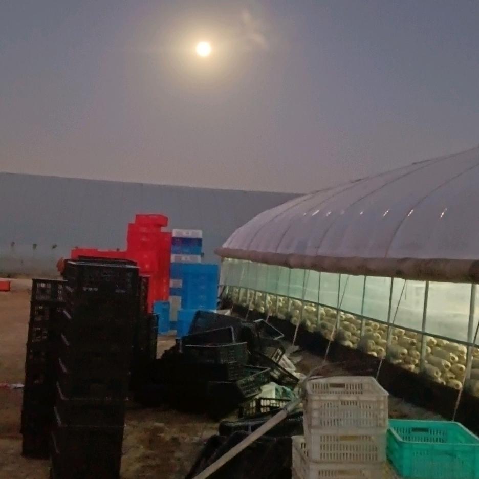 ๑•̌.•̑诚龙平菇种植ε･ω