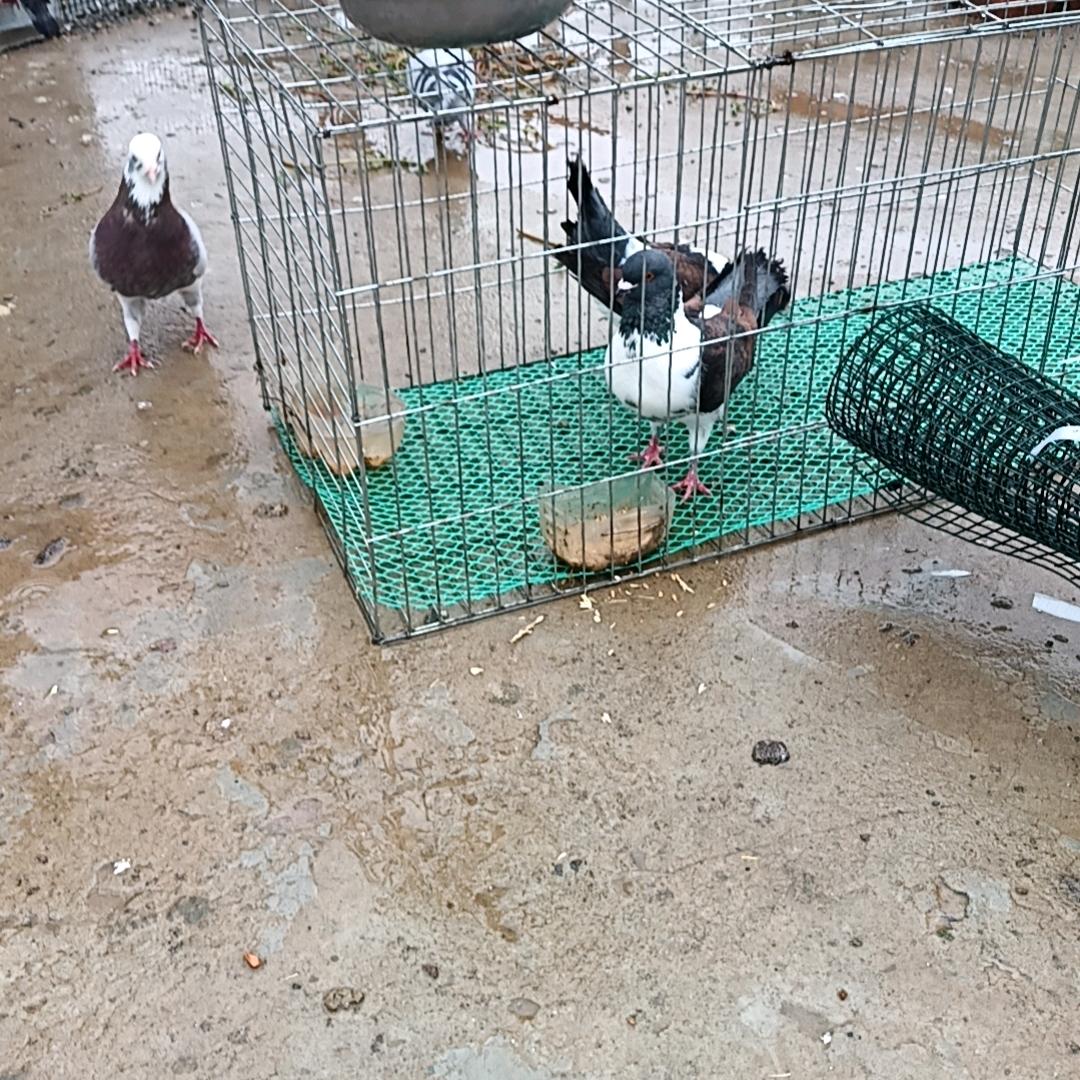 阜阳鸽王