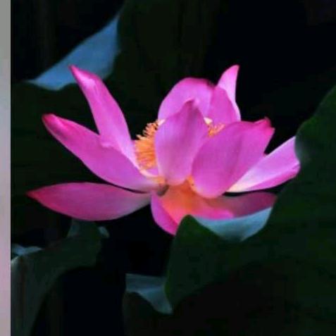 佛缘健康快乐