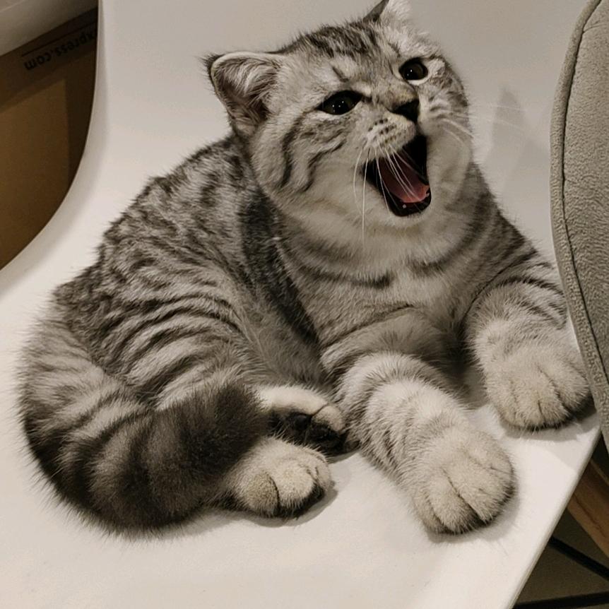 ʚ呆呆ɞ
