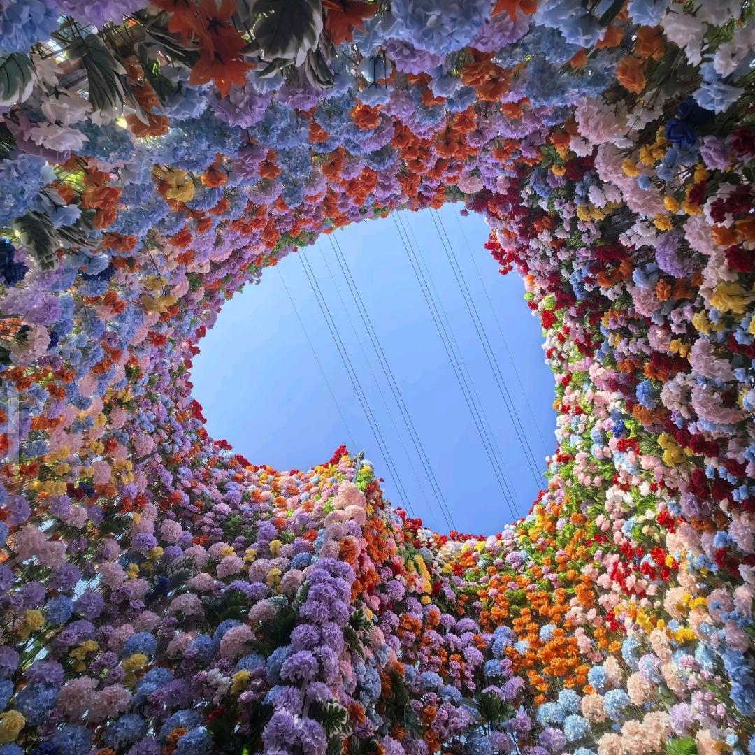 丁香花开了