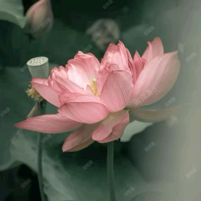✰...