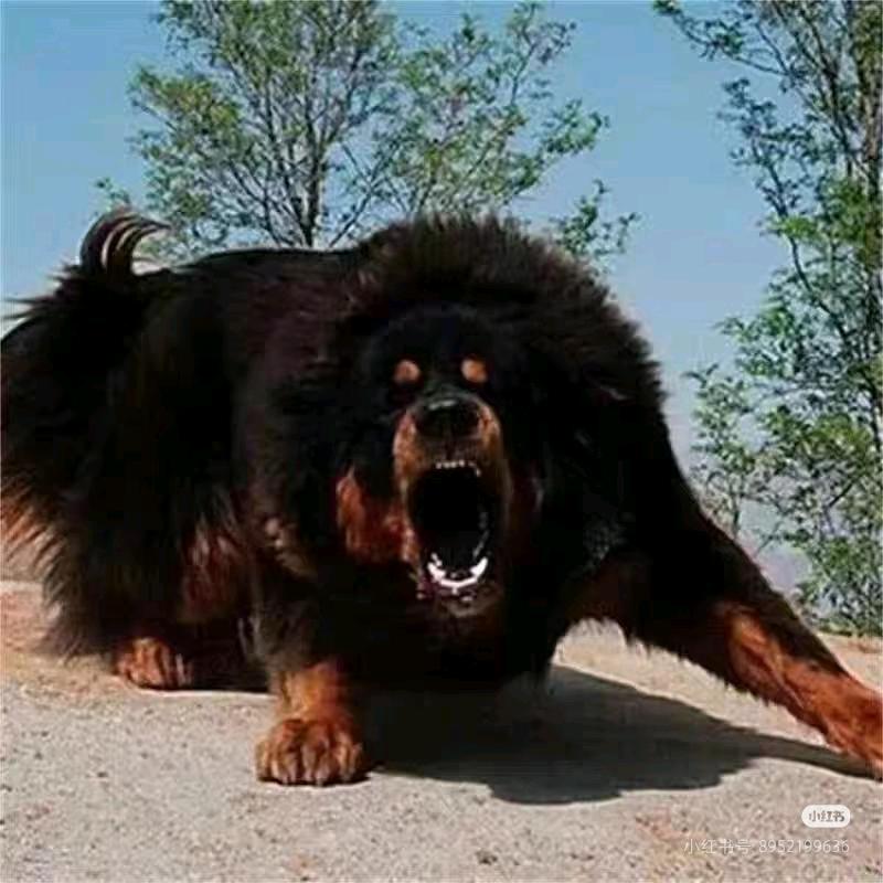 龍龍   爱玩狗