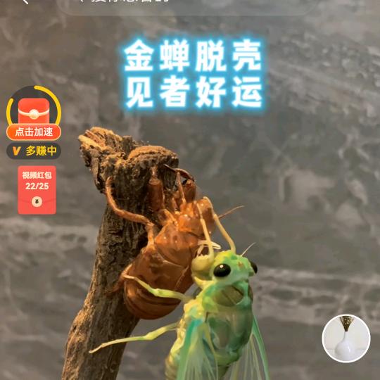 涅槃重生鲲翀晟