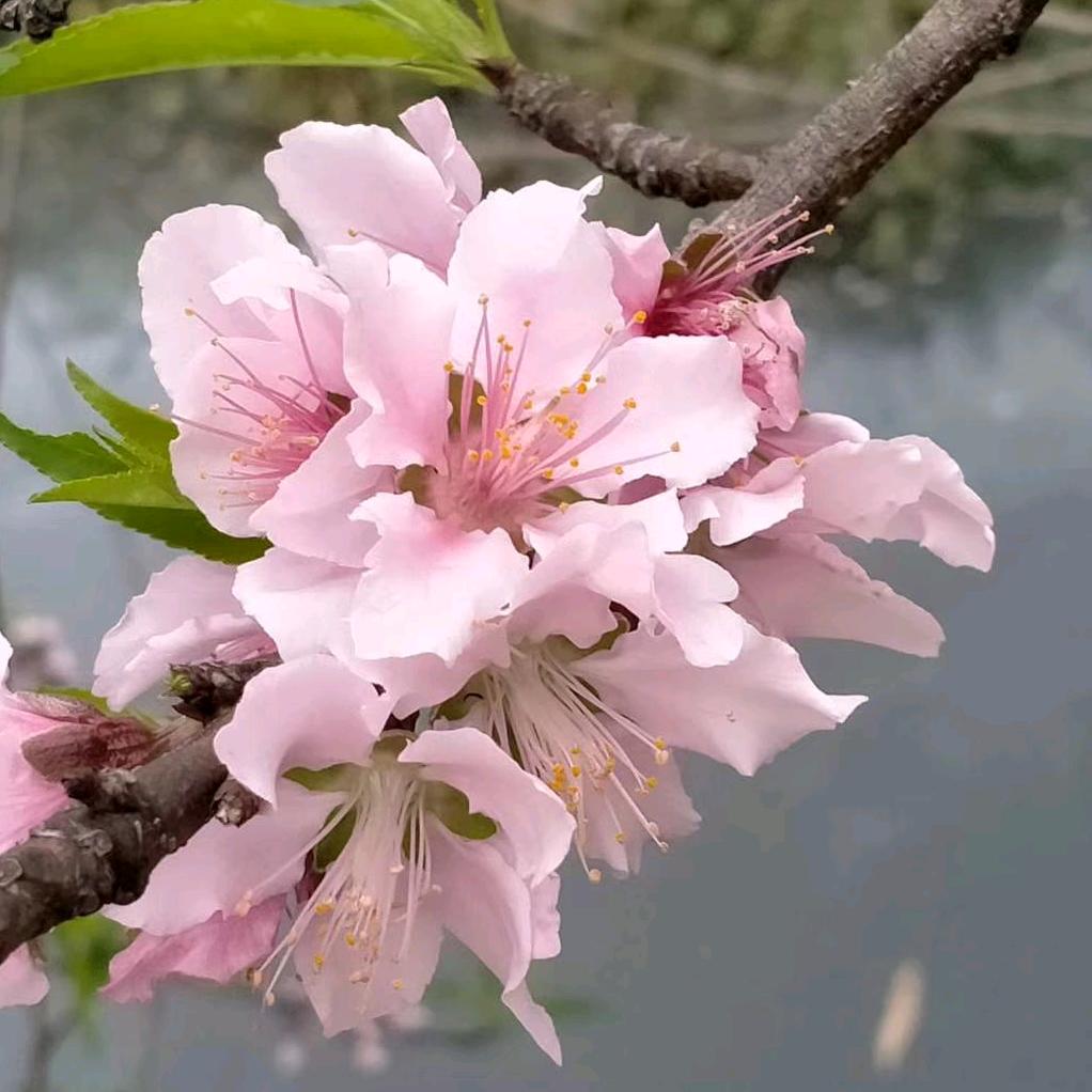 李哥