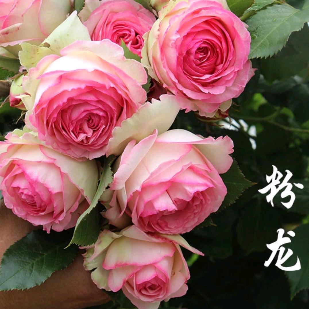 女孩的花园