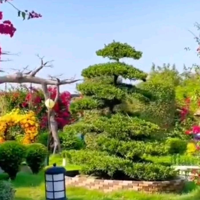 婧婧🌴