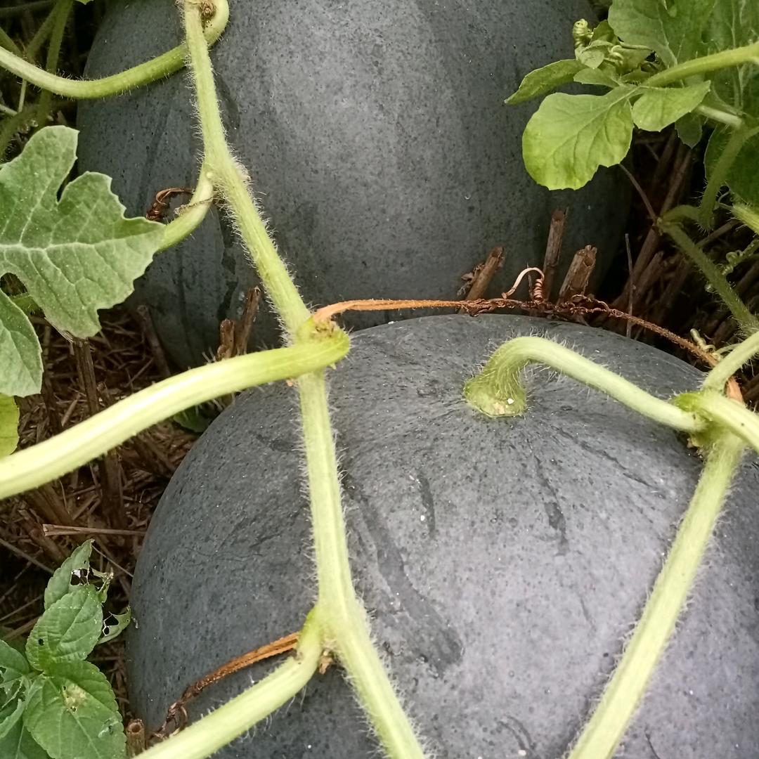 博焱种植家庭农场
