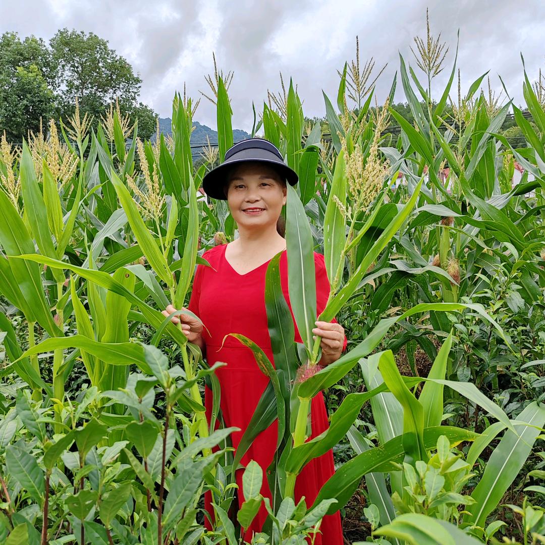 用户吴兰英《64年龙》