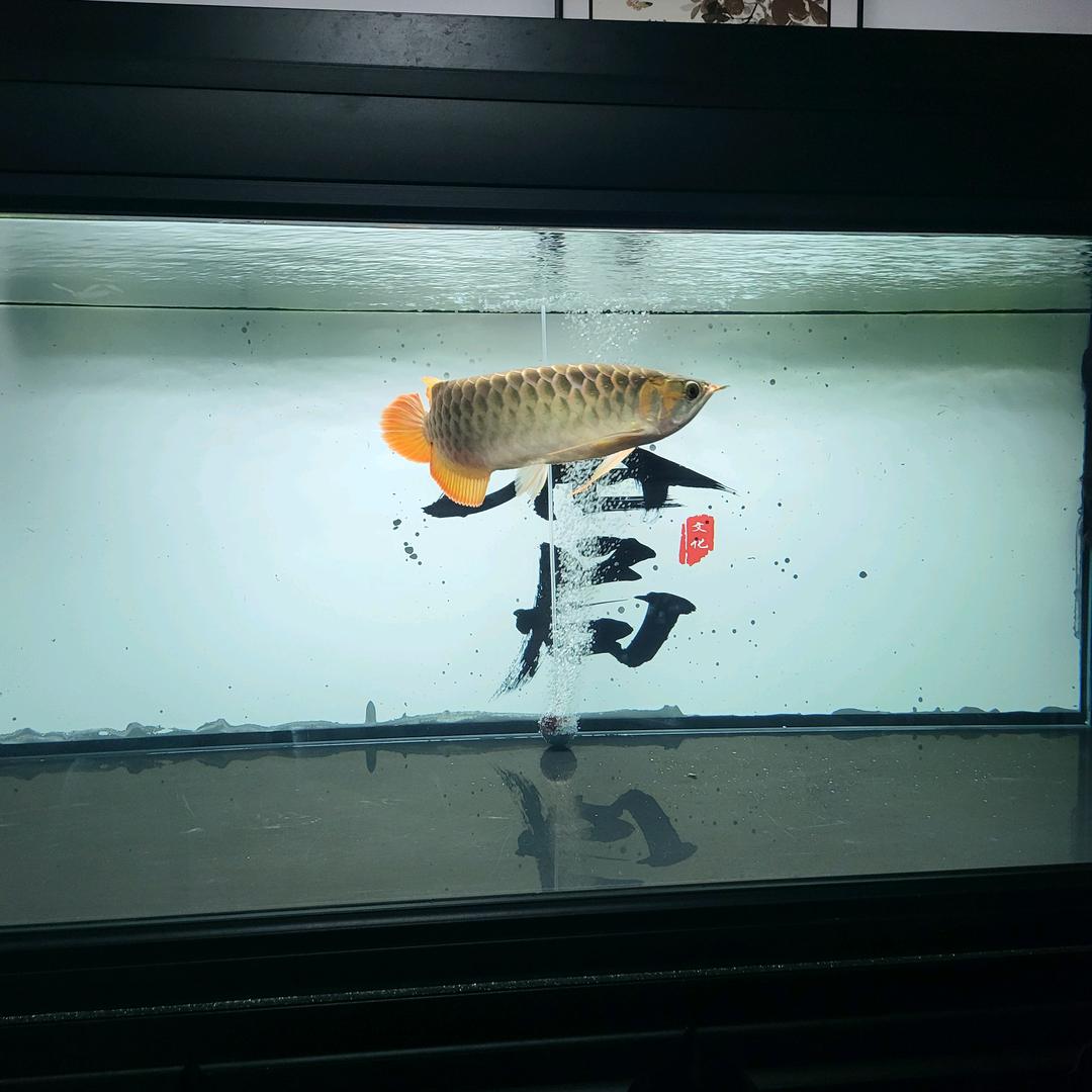旭日东升，未来可期