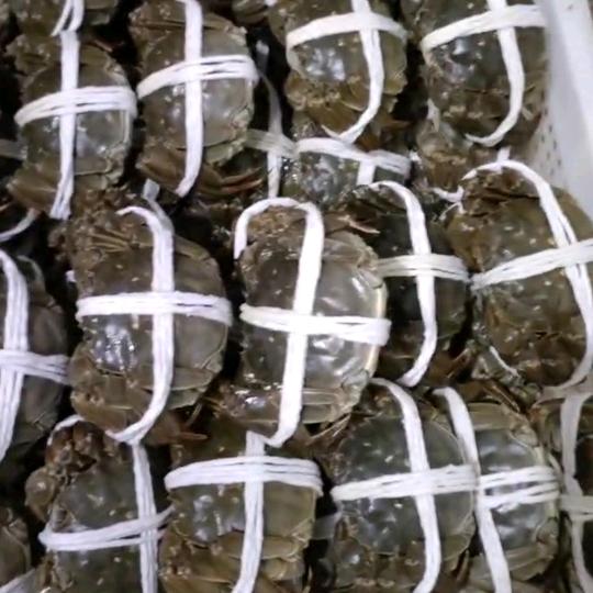 兴化优品特种野生水产零售批发