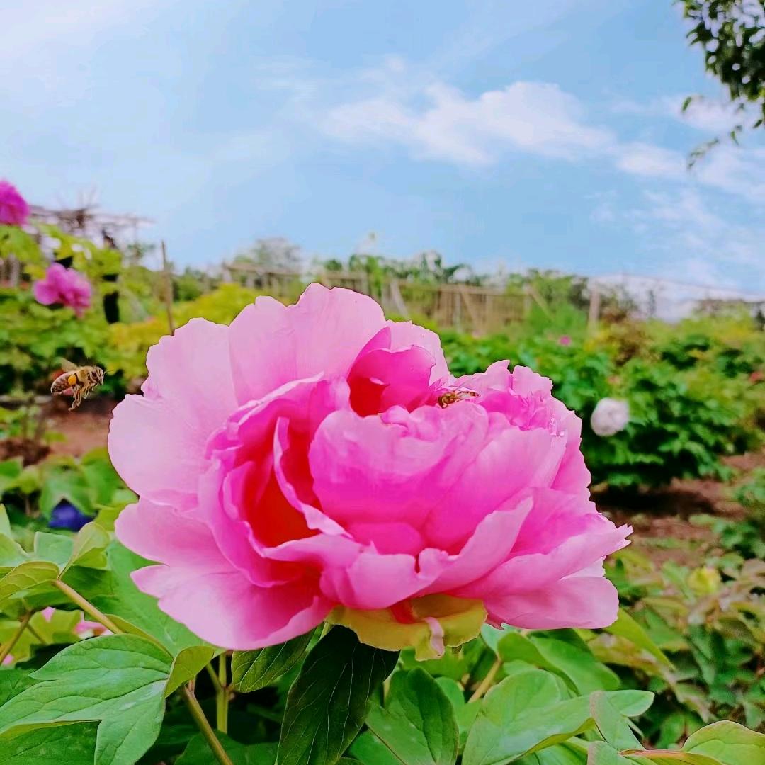 红叶