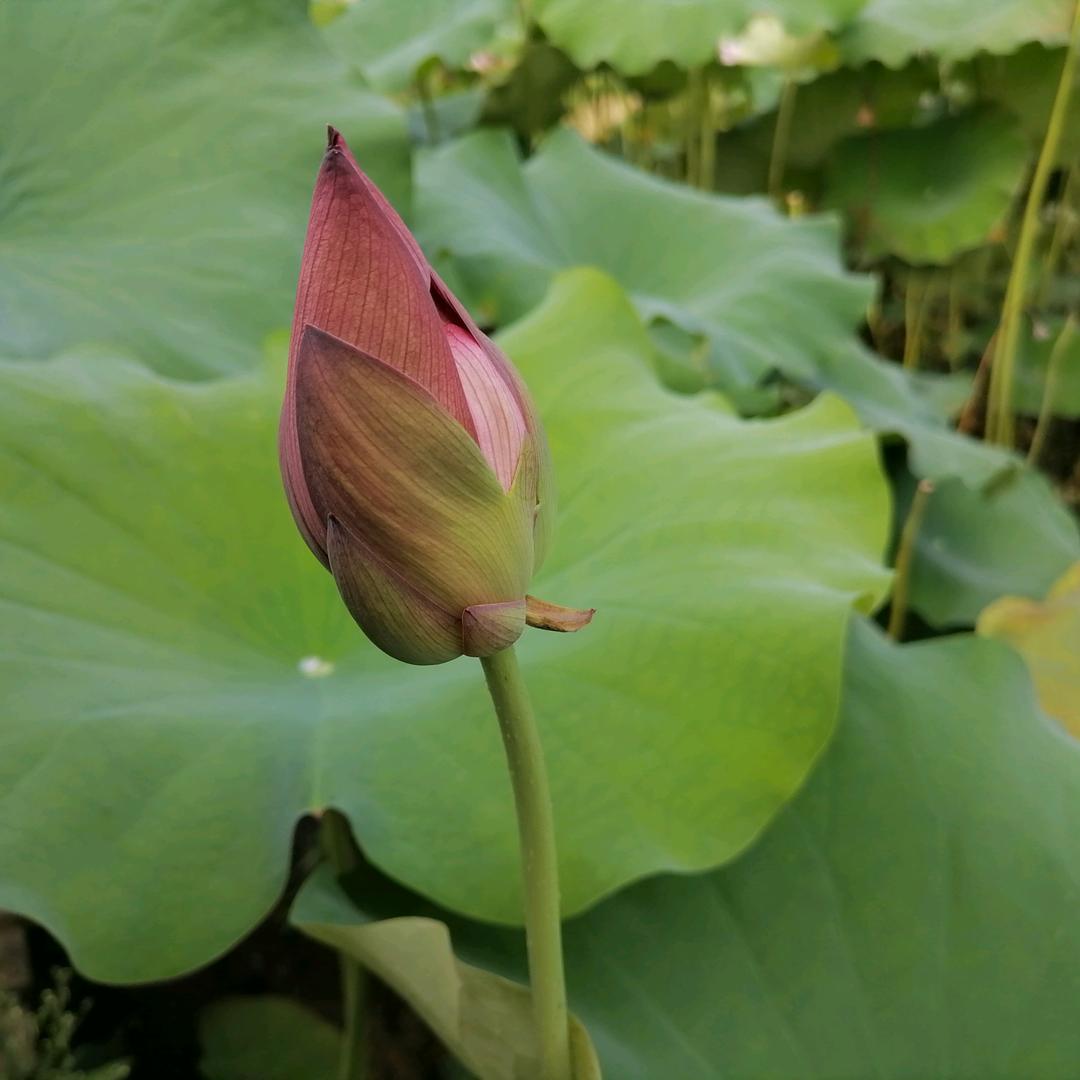 随缘份