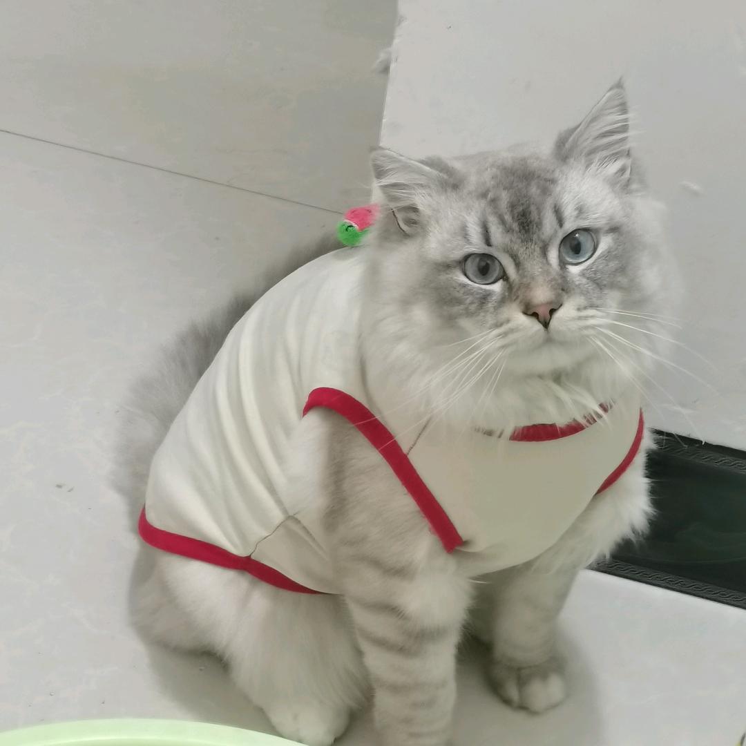 栗子与踏叠