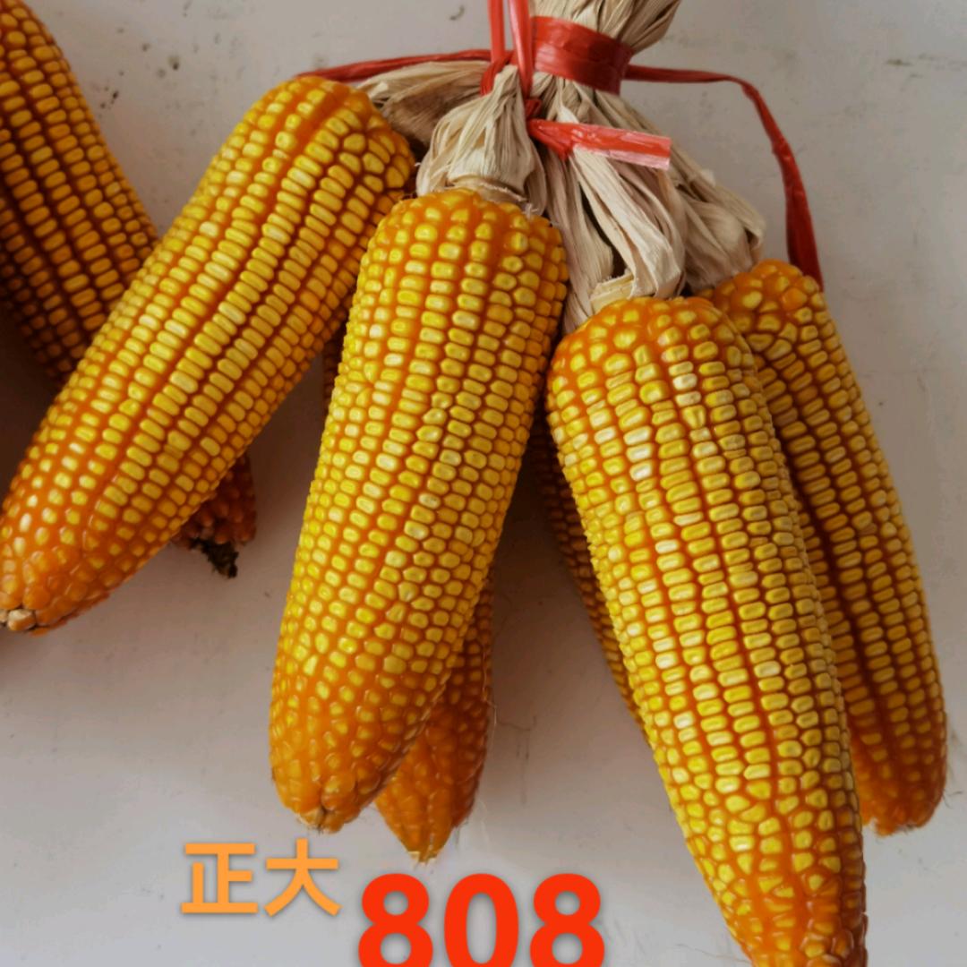 农业国（爱玉米）