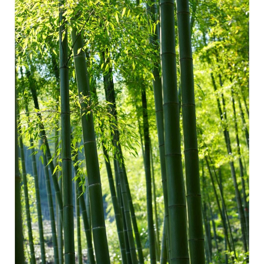 新希望