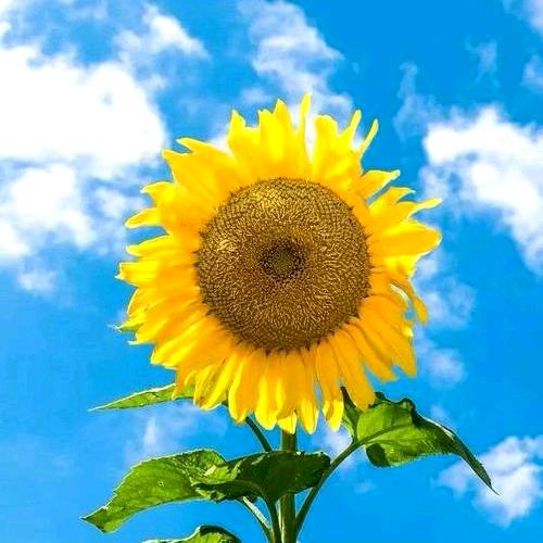 福缘德