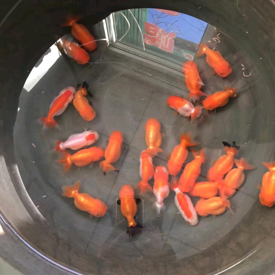 金鱼翡翠