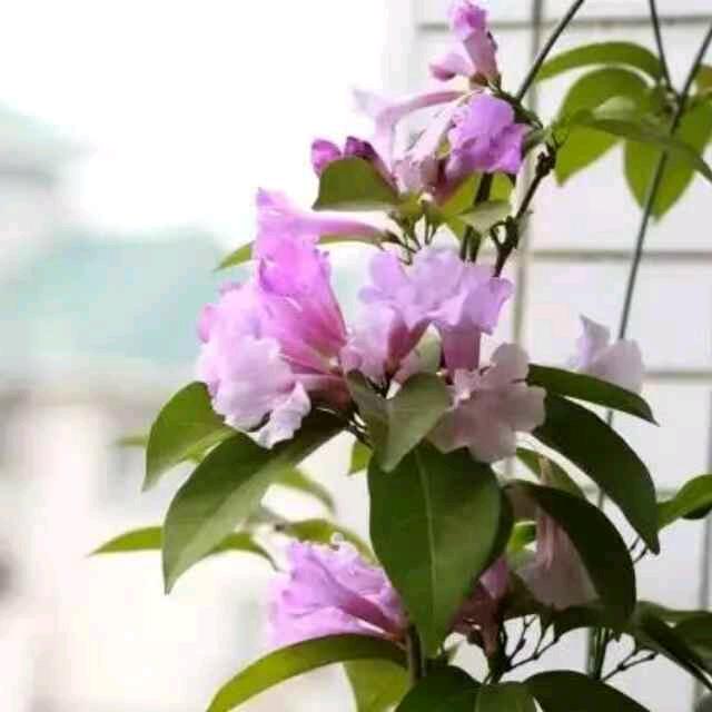 成全(倒计时)