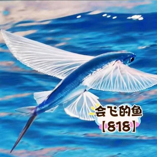 会飞的鱼🐟