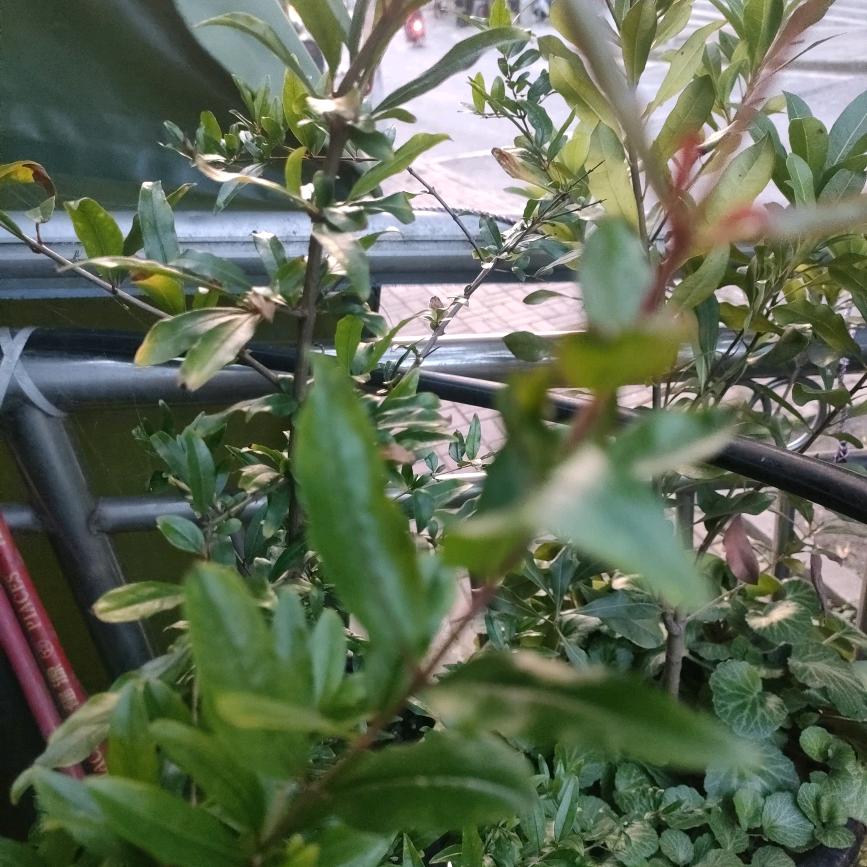 比欧美还欧
