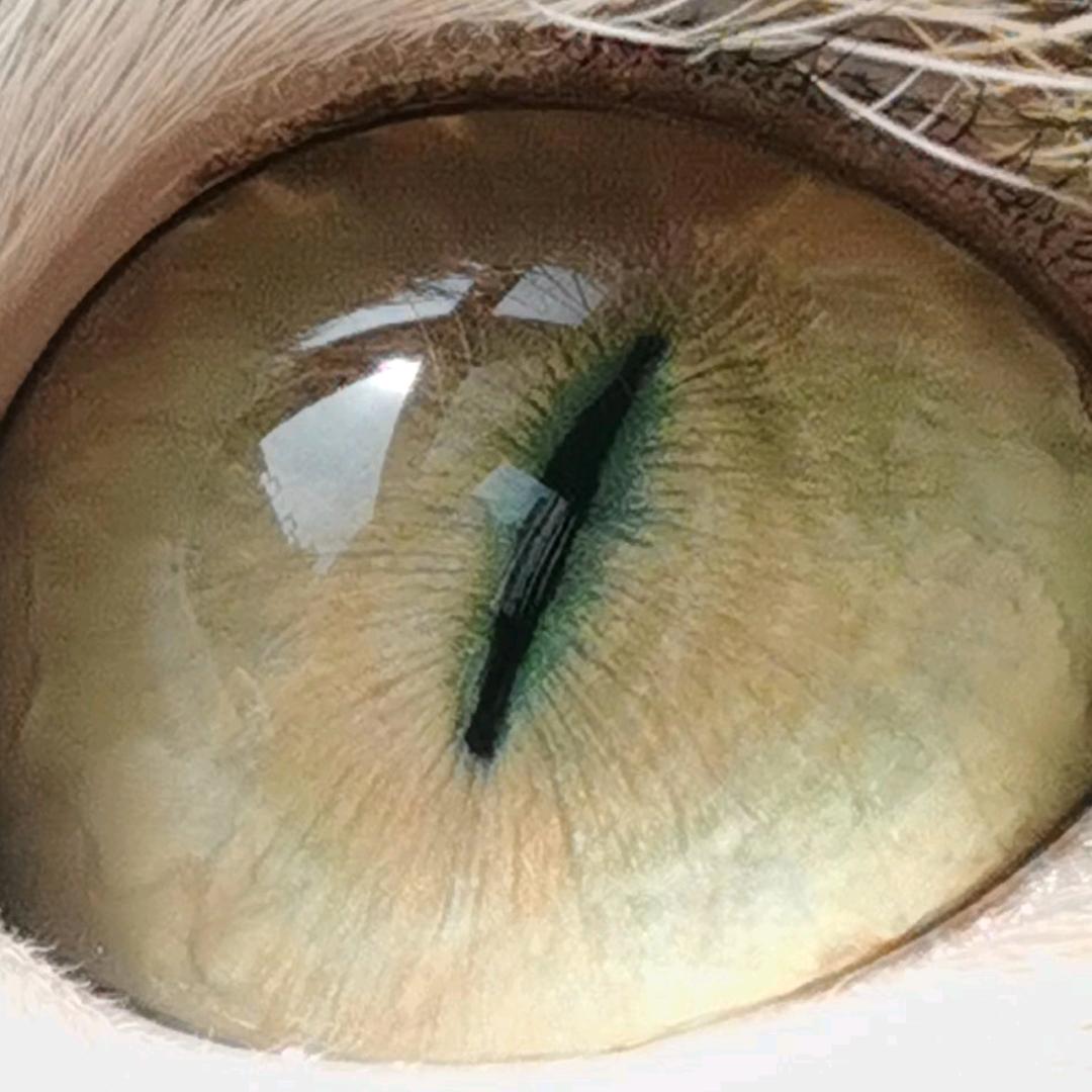 猫眼观天
