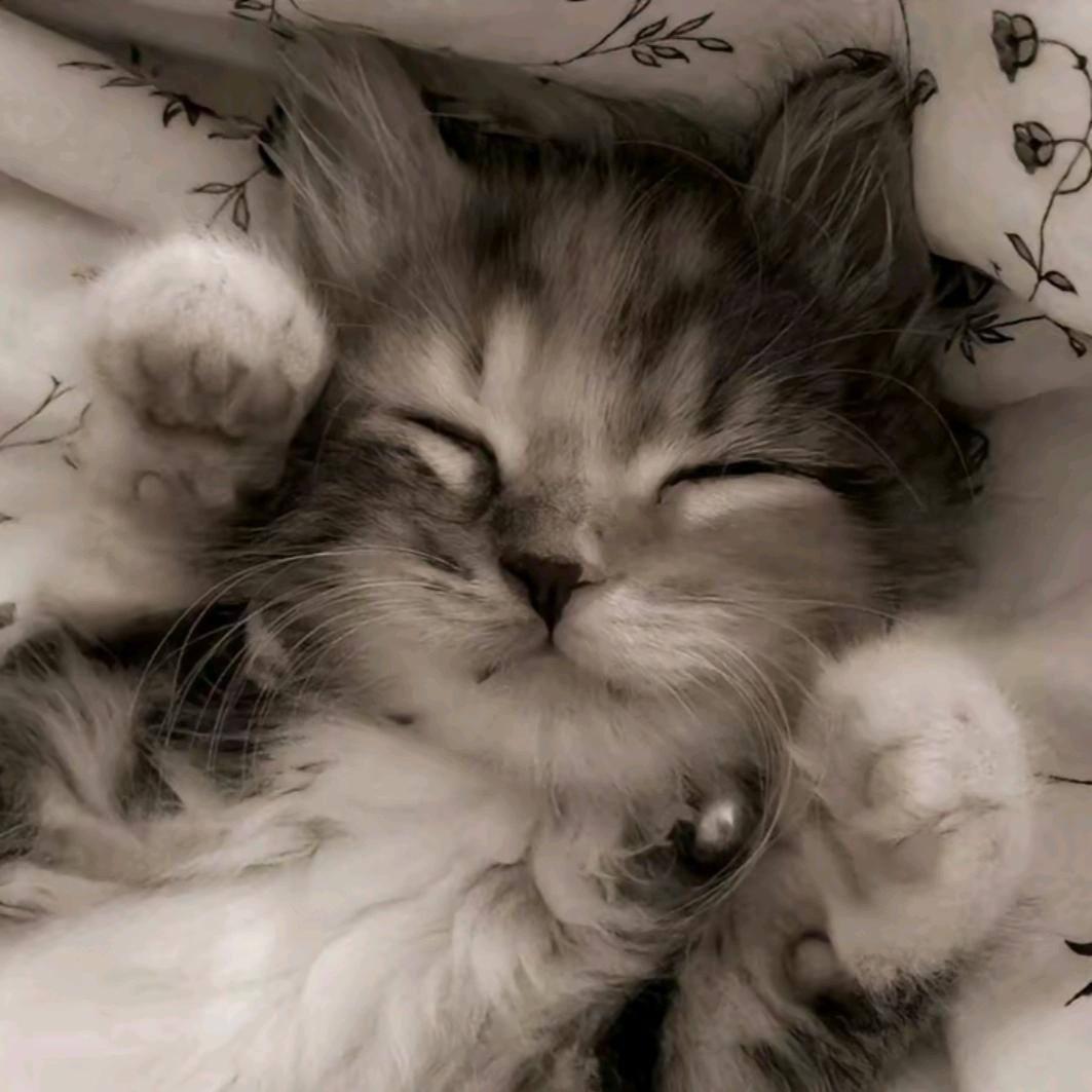 喵了个咪的蠢东西