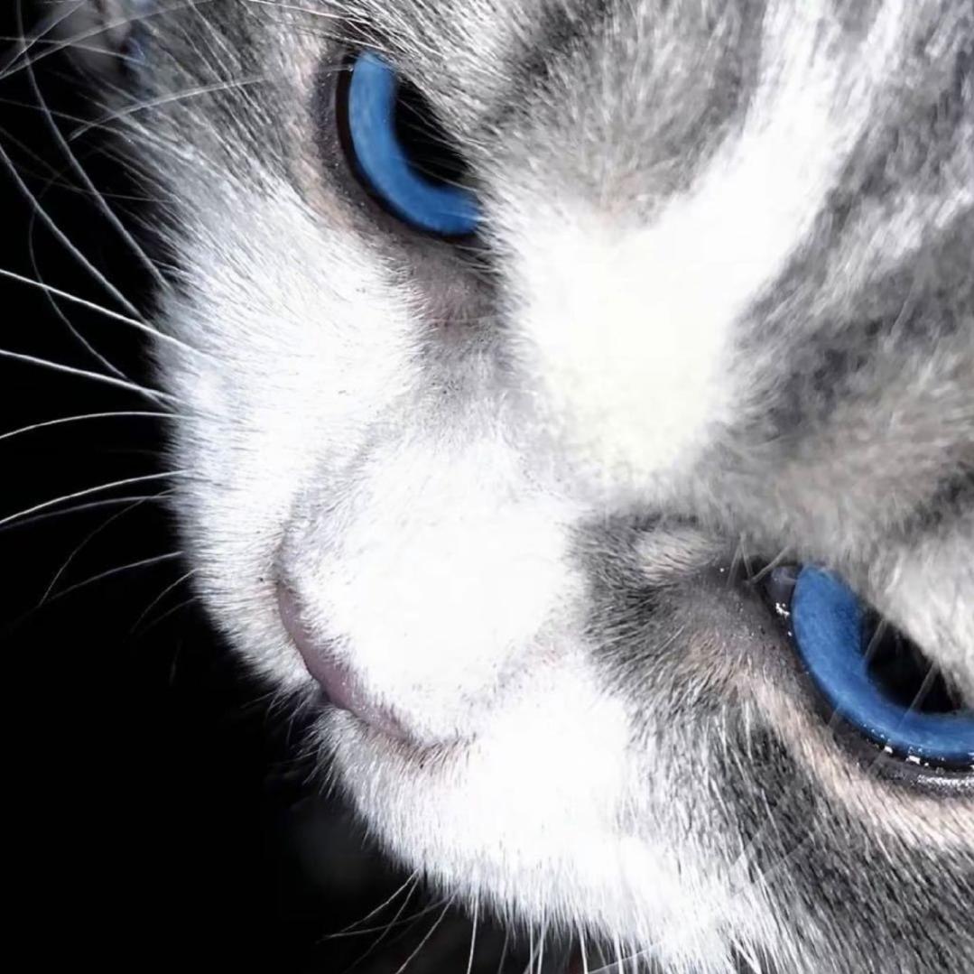 歌会烂尾但哥不会