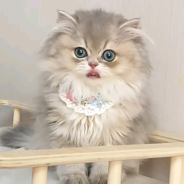 四只猫咪的后妈