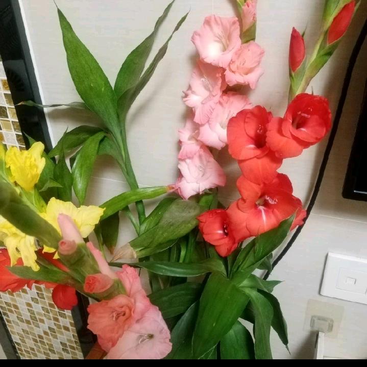 健康平安1688