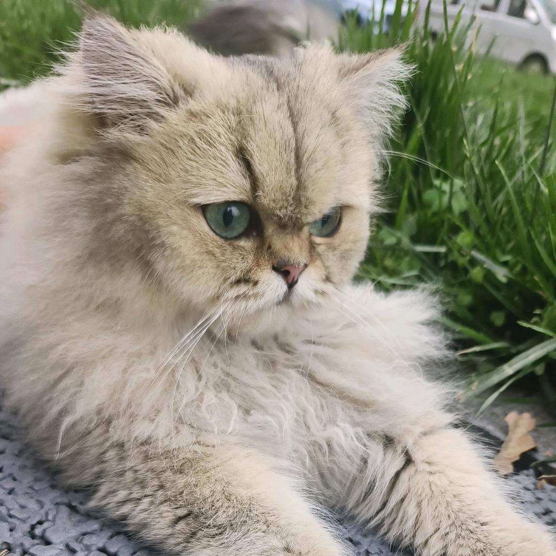 执着干饭的剪毛选手