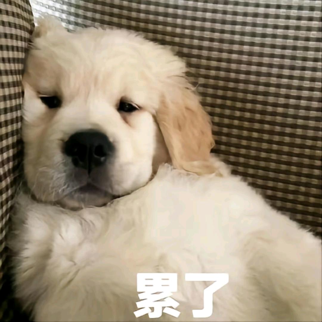 草根炒家