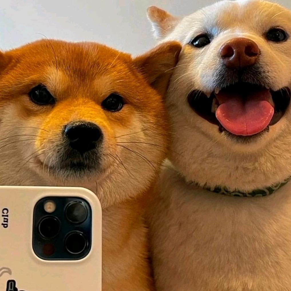 柴犬不柴叫小晨