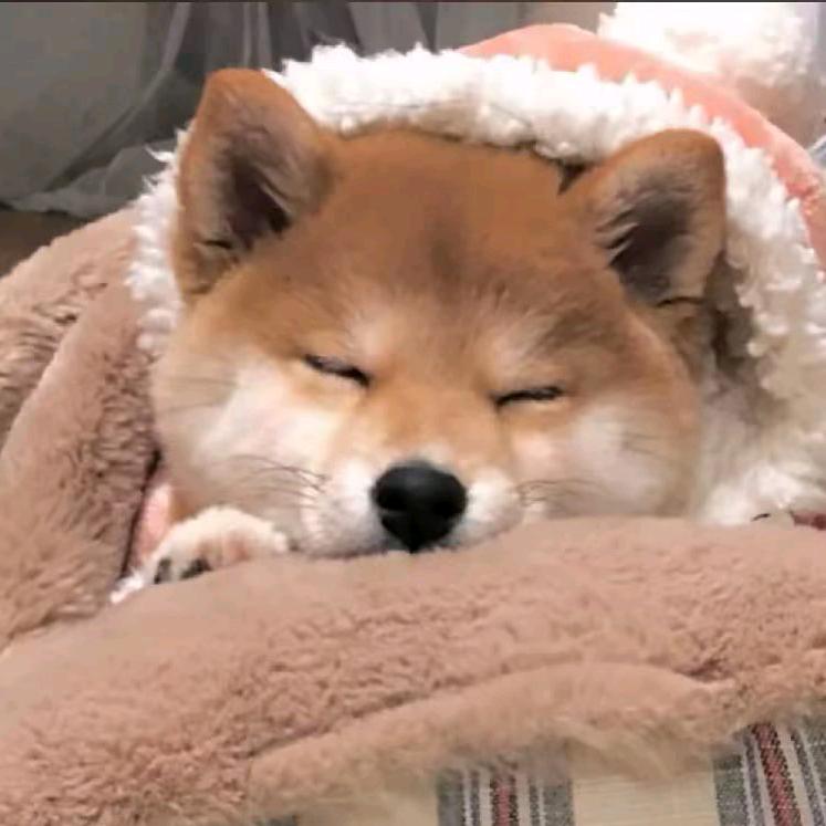 细狗🐶~