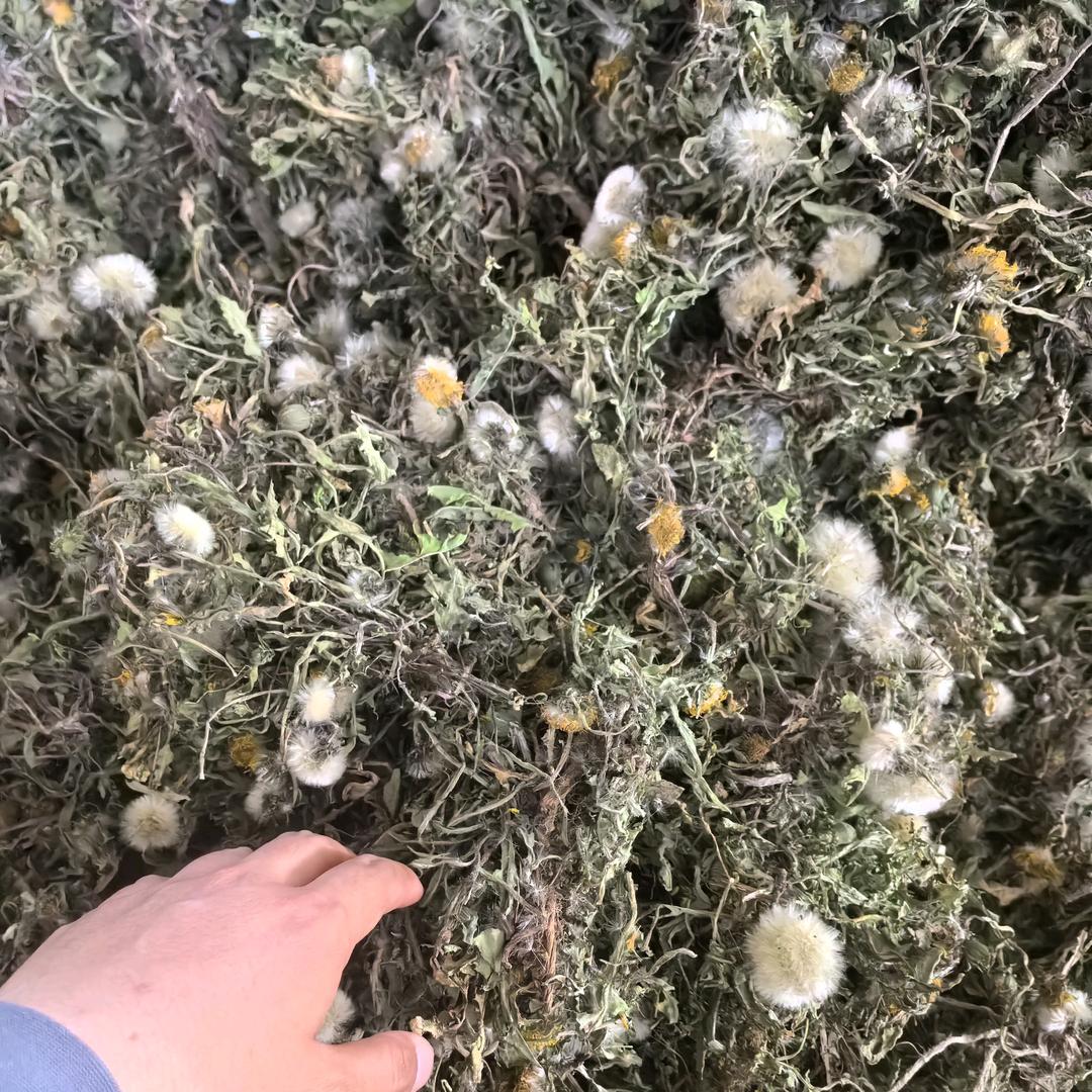 山西蒲公英生地蝉蜕柿叶
