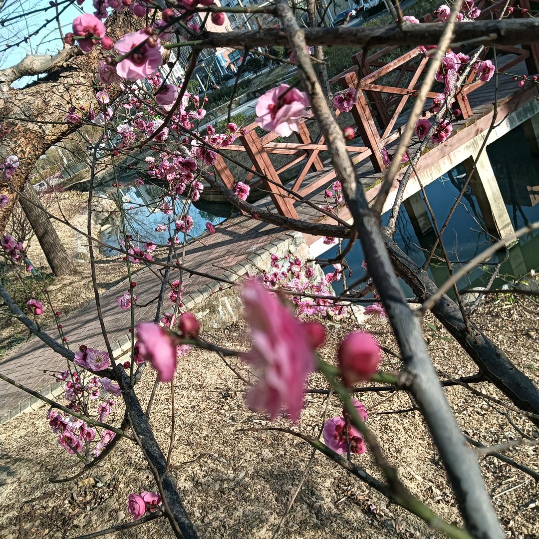 欢欢
