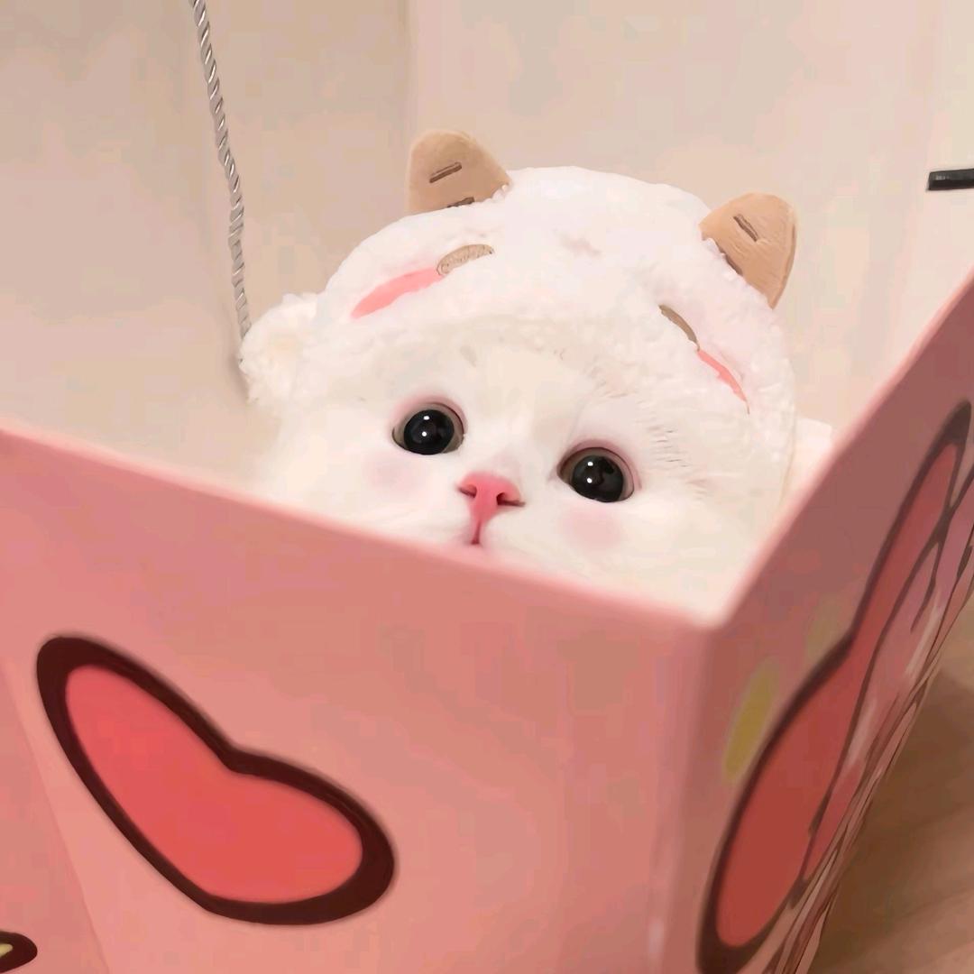 小乔out