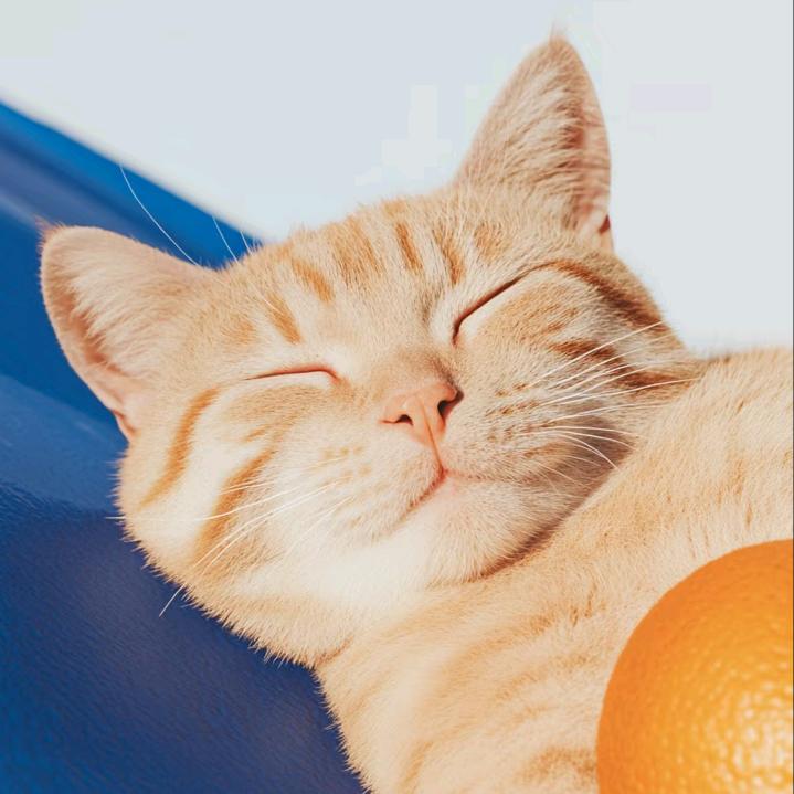 𝑬𝒍𝒊𝒂𝒖𝒌✨