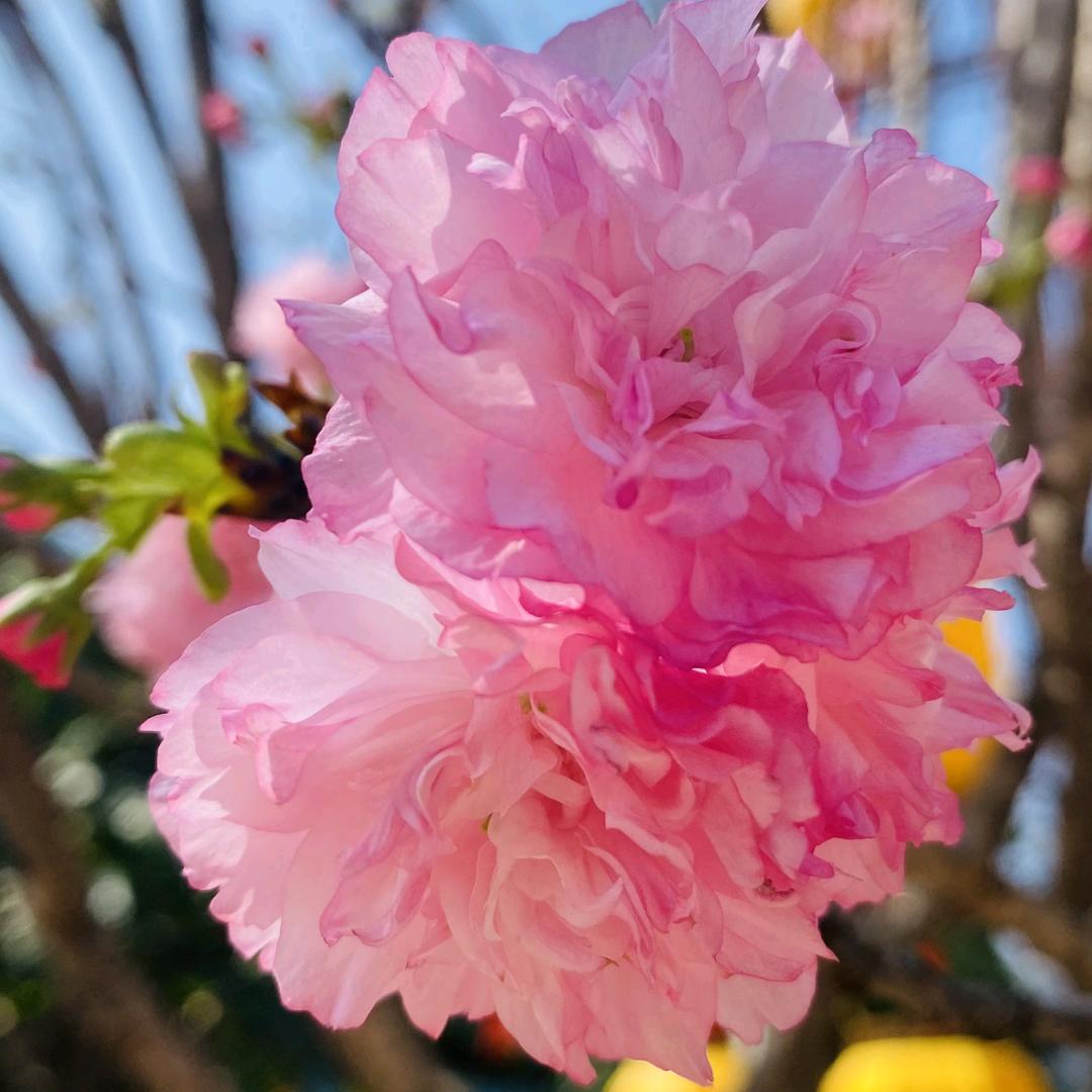 广州东方神话节